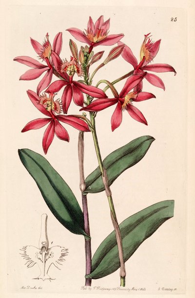 Epidendrum cinnabarinum von Miss Drake